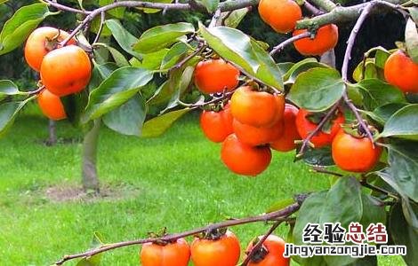 空腹吃柿子会怎么样后怎么办 空腹吃柿子会怎么样?