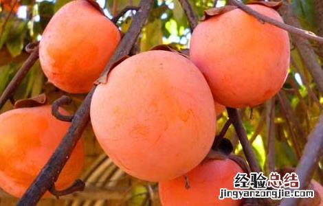 空腹吃柿子会怎么样后怎么办 空腹吃柿子会怎么样?
