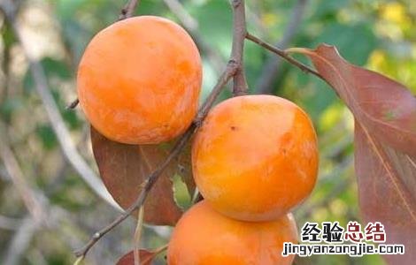 空腹吃柿子会怎么样后怎么办 空腹吃柿子会怎么样?