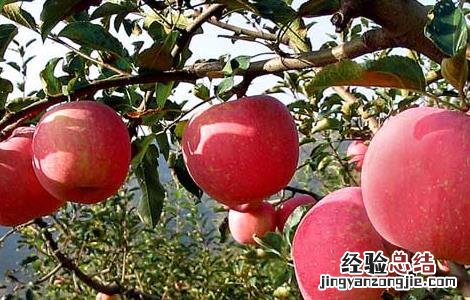 春季吃什么水果好? 春季吃什么水果好窍门