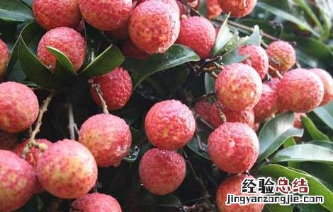 月经期间吃什么水果好 月经期间吃什么水果好排毒排污血减肥