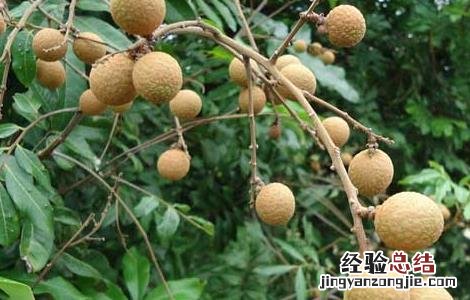 月经期间吃什么水果好 月经期间吃什么水果好排毒排污血减肥