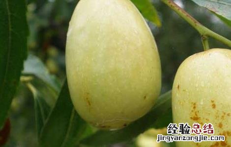 月经期间吃什么水果好 月经期间吃什么水果好排毒排污血减肥