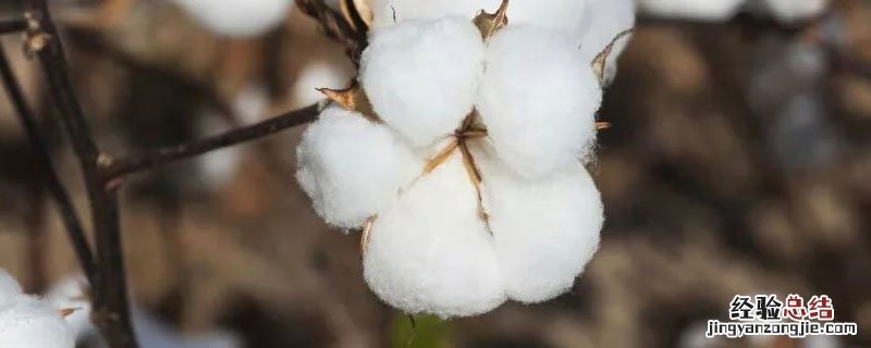 我国古代棉花种植及棉纺织业发展的特点 我国古代棉花种植的影响