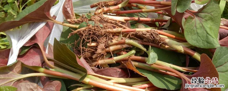 折耳根栽种 无土栽培折耳根