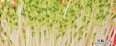 绿豆芽苗菜种植教程 绿豆芽苗菜种植