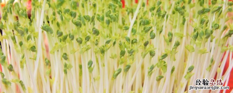 绿豆芽苗菜种植教程 绿豆芽苗菜种植