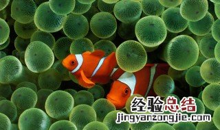 鱼几月份产卵 怎么产卵的呢