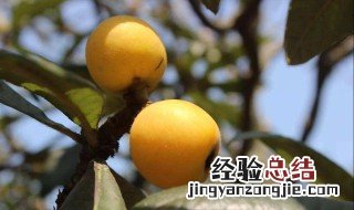 枇杷几月份上市 大家可以了解一下
