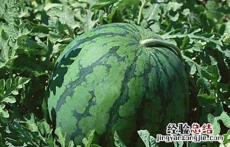 西瓜怎么挑选好的 西瓜怎么挑选比较好