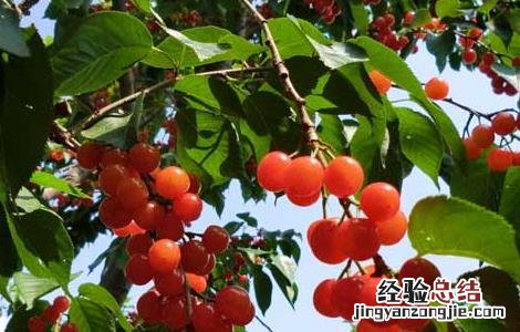 樱桃怎么保存时间长些 樱桃怎么保存时间长