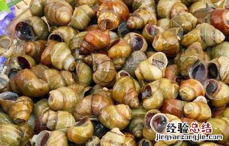 田螺怎么洗才洗得干净图片 田螺怎么洗才洗得干净