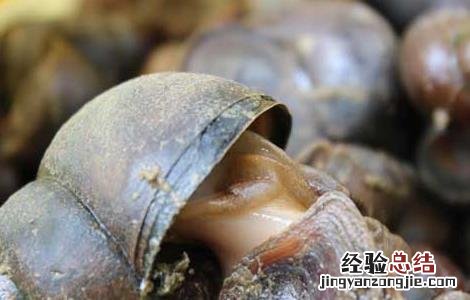 田螺怎么洗才洗得干净图片 田螺怎么洗才洗得干净