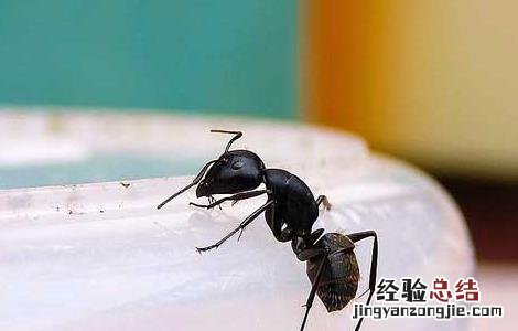 家里有蚂蚁怎么办 家里有蚂蚁怎么办能除根