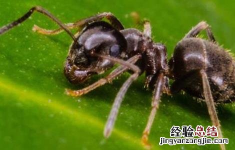 家里有蚂蚁怎么办 家里有蚂蚁怎么办能除根