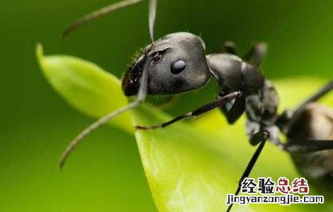 家里有蚂蚁怎么办 家里有蚂蚁怎么办能除根