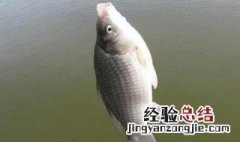 春天下雨钓鱼效果怎么样 春天下雨钓鱼效果怎么样呢