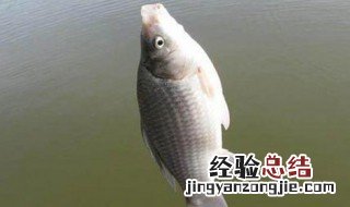 春天下雨钓鱼效果怎么样 春天下雨钓鱼效果怎么样呢