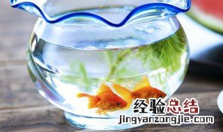 夏天养金鱼为什么容易死 金鱼夏天怎么养才不会死
