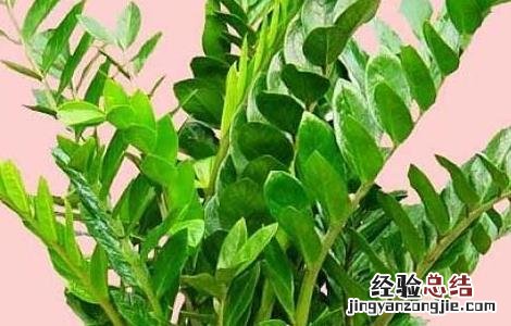 金钱树的作用是什么呢 金钱树的作用是什么