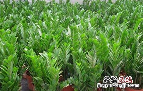 金钱树的作用是什么呢 金钱树的作用是什么