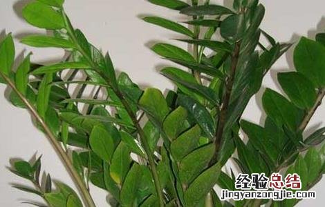 金钱树的作用是什么呢 金钱树的作用是什么