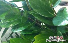 金钱树的作用是什么呢 金钱树的作用是什么