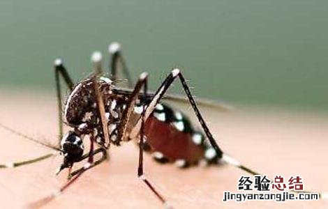 被蚊子咬了怎么止痒消肿 冬天被蚊子咬了怎么止痒消肿