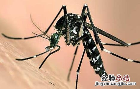 被蚊子咬了怎么止痒消肿 冬天被蚊子咬了怎么止痒消肿