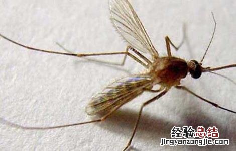 被蚊子咬了怎么止痒消肿 冬天被蚊子咬了怎么止痒消肿