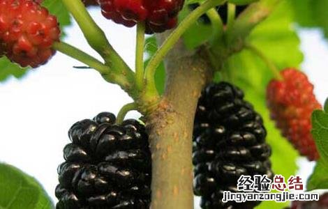 桑葚怎么清洗才能洗干净