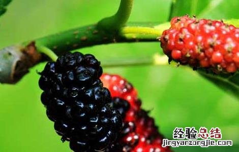 桑葚怎么清洗才能洗干净
