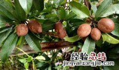 为什么住宅不能种植人参果树呢 为什么住宅不能种植人参果树