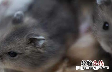 被老鼠咬了怎么办会不会有事 被老鼠咬了怎么办