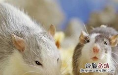 被老鼠咬了怎么办会不会有事 被老鼠咬了怎么办