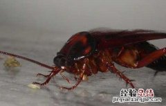 家里有蟑螂怎样办 家里有蟑螂怎么办才好