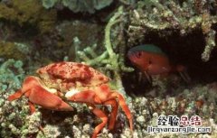 海蟹死了能吃吗? 海蟹死了能吃吗