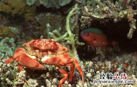 海蟹死了能吃吗? 海蟹死了能吃吗