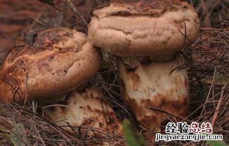 松茸怎么吃 松茸怎么吃法最好