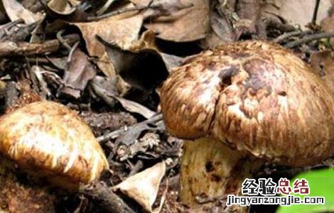 松茸怎么吃 松茸怎么吃法最好