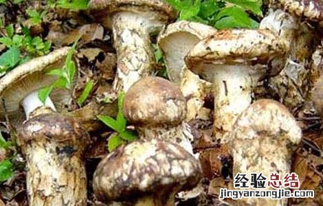 松茸怎么吃 松茸怎么吃法最好
