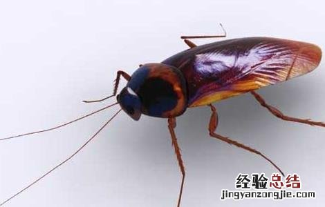 蟑螂怎么消灭 蟑螂怎么消灭灭蟑螂最有效的方法?