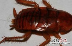 蟑螂怎么消灭 蟑螂怎么消灭灭蟑螂最有效的方法?