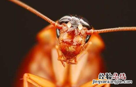 蟑螂咬人有毒吗? 蟑螂咬人后有毒吗