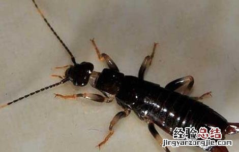 鼩鼱咬人有毒吗 蠼螋咬人后有毒吗