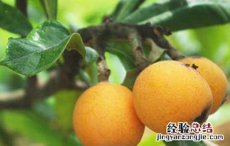 吃枇杷可以治疗咳嗽吗 枇杷怎么吃可以治疗咳嗽