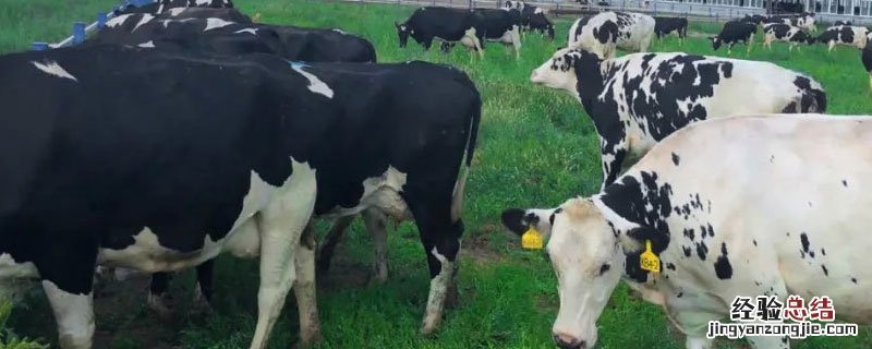 乳畜业和大牧场放牧业的区别 畜牧业和大牧场放牧业的区别