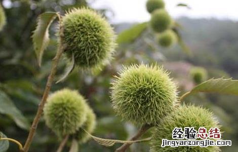 板栗怎么保存 板栗怎么保存可以放一年