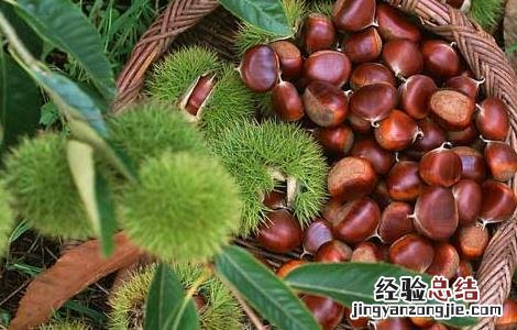 板栗怎么保存 板栗怎么保存可以放一年