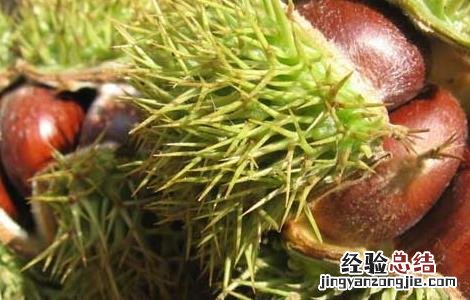 板栗怎么去皮快 板栗怎么去皮快速